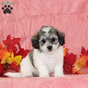 Darren, Bich-Poo Puppy